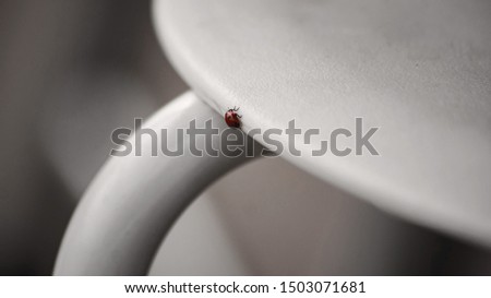A tiny red ladybug is on a white surface