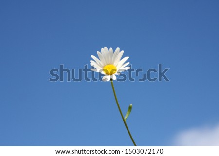 An image of a marguerite flower and the blue sky background