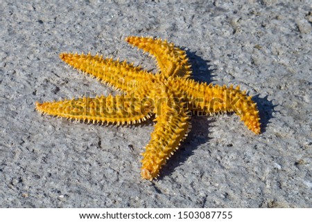 Fresh yellow starfish drying in the sun on concrete ground, 