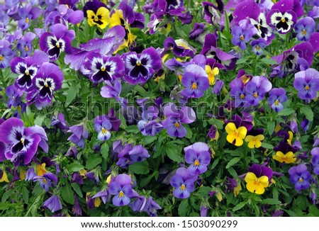 colorful floral background of horned violets