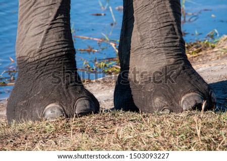 detailed picture of two african elephant legs in botswana, africa