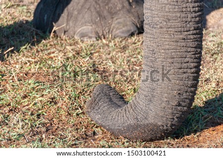detailed picture of african elephant trunk in botswana, africa