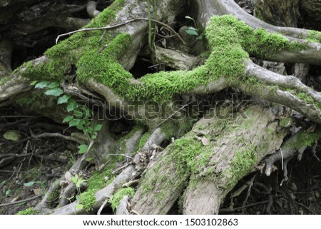 Big roots of trees with moss in the forest