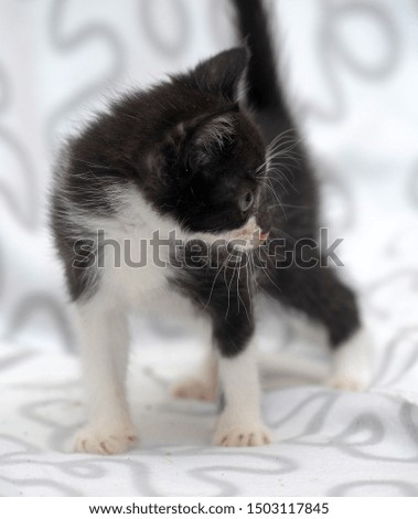 little black with white kitten on a light background
