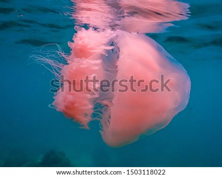 Jellyfish with colorful tropical fish and corals under the sea in Sattahip of Chonburi province Thailand