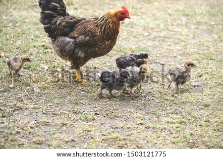 hen with chicks in the open air