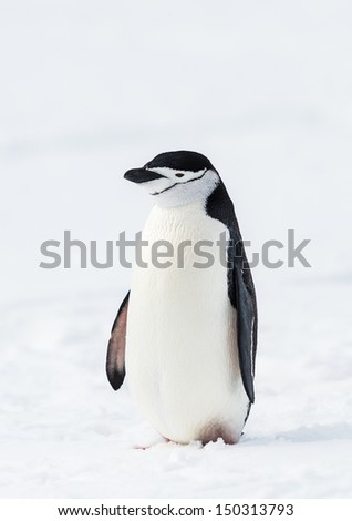 Very cute little penguin on the snow in Antarctica