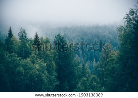 Autumn forest. The fog fell on the autumn forest on the Kanda Ri Royalty-Free Stock Photo #1503138089