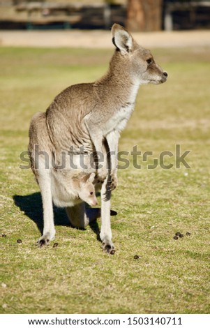 Kangaroo mum and baby in a wild in Australia