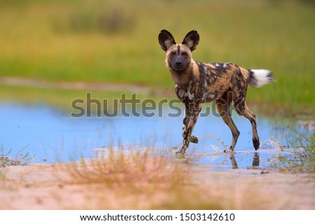 African Wild Dog, Lycaon pictus, african painted dog walking in blue water puddle, staring directly at camera. Moremi game reserve, Botswana. Low angle photo, african wildlife theme. Royalty-Free Stock Photo #1503142610