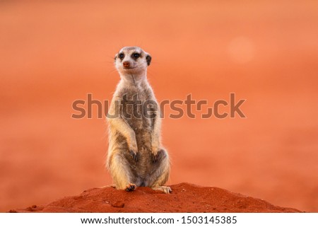 Meerkat or Suricate (Suricata suricatta)