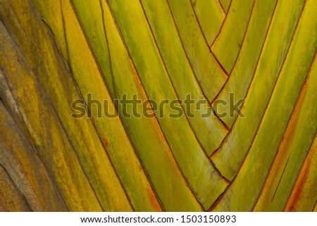 Green palm tree leaves close-up texture, background, pattern.