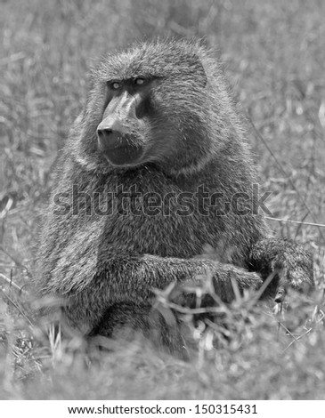 Black & white Chachma baboon  sitting foraging in the dry grass in Africa.
