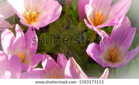 Autumn pictures. Spiders web on the flowers of autumn crocus.