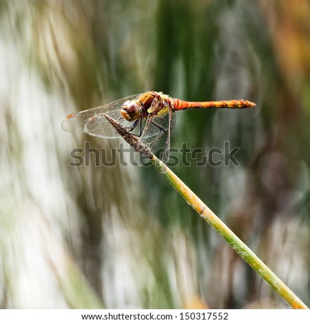 A colourful Dragonfly clinging to a blade of grass