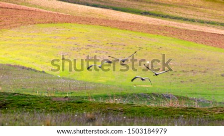 Flying Cranes. Nature habitat background. Bird: Common Crane. Grus grus. 