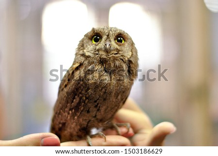 Beautiful brown little owl with big green eyes. Owl baby,  child kid. Hands holding little owl. Cute animal bird picture. Contact zoo. Touching animals birds. Hold animal baby.