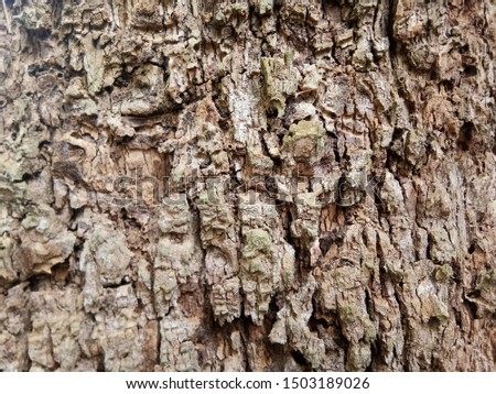 The bark pattern of the rubber field is brown, with a rough surface.