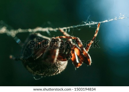 Art macro photo of a spider on a spiderweb on a blue-green blurred background