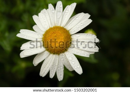 daisy flowers in a rainy day