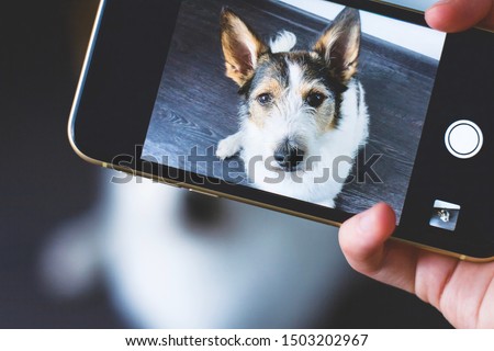 Hands photographing a dog on a mobile phone. A serious puppy looks directly at the camera against a wooden background, taking a selfie on a smartphone or camera. View through smartphone display