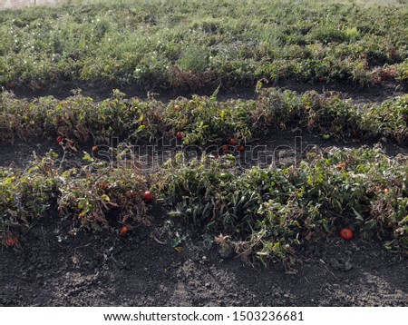drone view organic tomato fields in Lapseki Canakkale Turkey