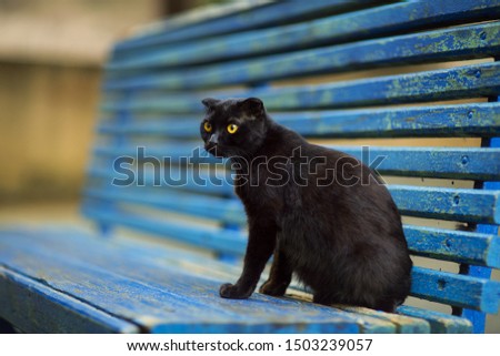 lack cat on Halloween, with yellow eyes, sitting on a blue bench
