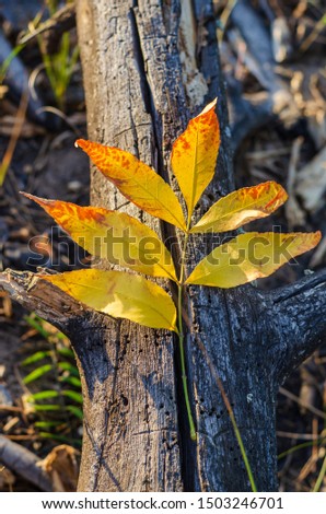 Yellow leaves of ash in the center. against the background of an old dry cracked tree trunk. Beautiful sunny autumn background. Selective focus. Portrait placement of a photo