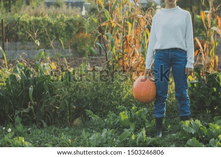 A girl dressed in a white sweater carries  pumpkin. Harvesting pumpkins from the garden. Growing Organic Pumpkin
