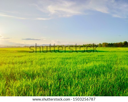 Beautiful rice fields against the sky background with thick blue and white clouds during the rainy season.