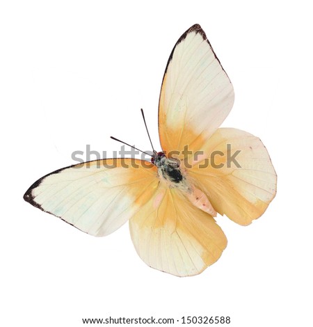 beautiful yellow butterfly isolate on white background