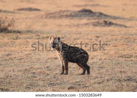 Spotted hyena cub (crocuta crocuta) in the savannah, Masai Mara National Park, Kenya.