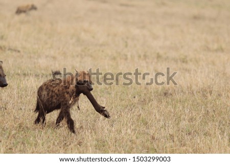 Spotted hyena cub (crocuta crocuta) carrying a wildebeest leg in the savannah, Masai Mara National Park, Kenya.