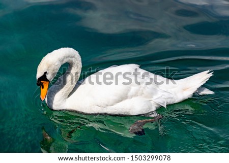 Swan on Lake Geneva, Switzerland. Beautiful white swan in clear transparent water.