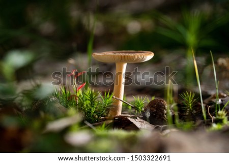 wild forrest mushroom in the woods Holland in fall. Picture of the fungi with lovely bokeh was taken on a warm September day. Mushrooms on a stump covered with moss in autumn forest.