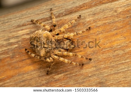 spider on the wooden plank