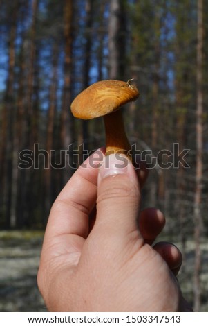 Typical mushroom suede bolete. Xerocomus subtomentosus in holds hands of man. Mushroom hunter.