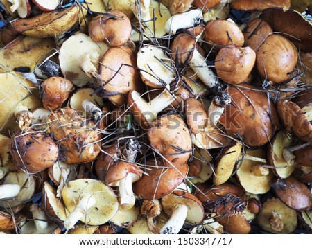many harvested forest edible mushrooms of various sizes