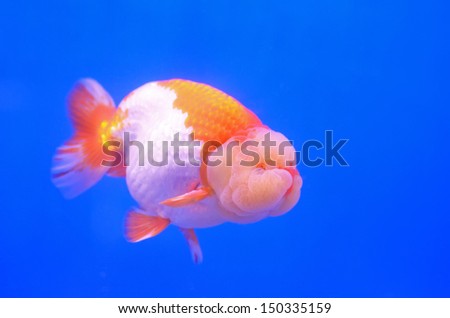 Goldfish closeup in water on blue background
