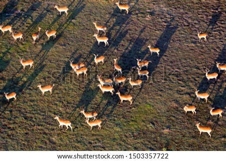 Aerial view to delta Okavango area and its animals.