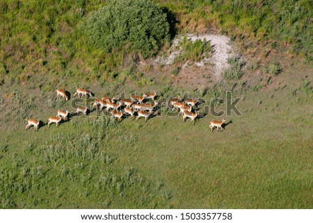 Aerial view to delta Okavango area and its animals.