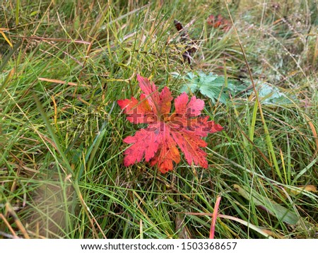 Beautiful bright red autumn leaf of interesting shape in the wet grass