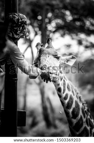 A tourist feeds some treats to a giraffe.