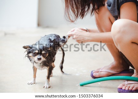 Close up young girl is take a bath her black chihuahua puppy at garden in the house. with focus on the dog's face.