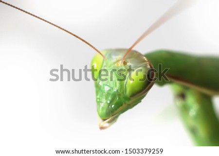 head of a green mantis on a white background.