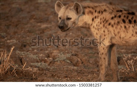 Hyena at the right side of the frame with text space at the left