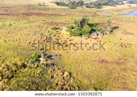 aerial view to delta Okavango area with buffalo.