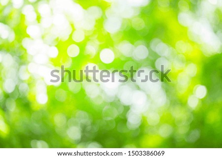 blured photo Natural green trees Lawn and trees green background with Beautiful lawn The shadows of the shrub are grassy smooth clean.With sunlight bokeh