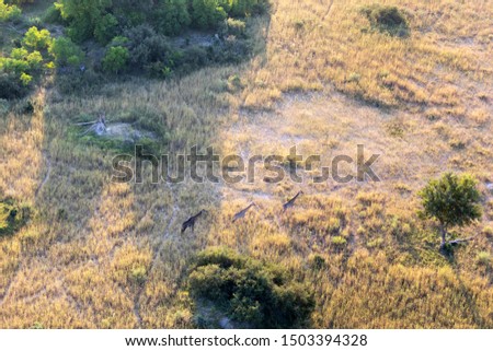 aerial view to delta Okavango area with giraffe.