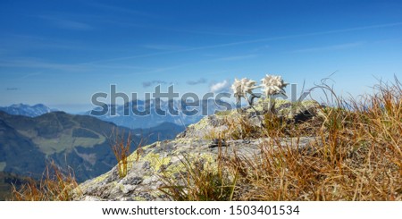 Edelweiss on rocks in the autumnal Alps as a panorama picture